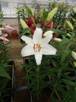 [5574 VH04 San Carlos No01.JPG]